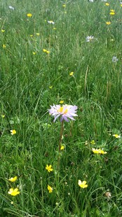 草地上的雏菊与小黄花