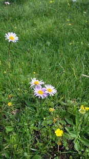 草地上的多彩小花