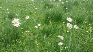 草地中的白色雏菊