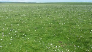 广袤绿草地 清新自然景