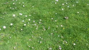 翠绿草地散布白色小花