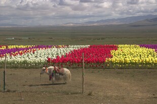花海中劳作的人与牲畜