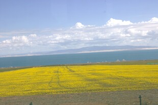 青海湖畔油菜花海美景