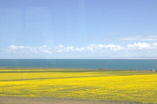 金黄油菜花海与辽阔大海