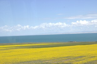 金黄花海与碧海蓝天