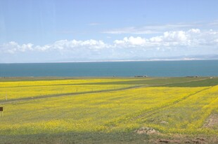 草原花海 蓝天碧海相衬