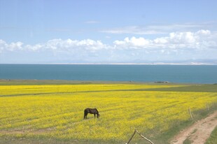 草原花海中的独行马匹
