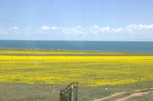 海边金黄花海美景