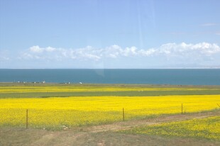 金黄油菜田与辽阔海景