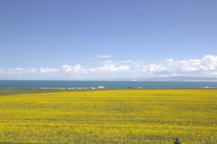 草原花海与蓝天美景