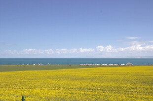 金黄花海与蓝天碧海美景