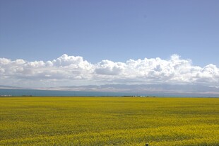 金黄花海映蓝天