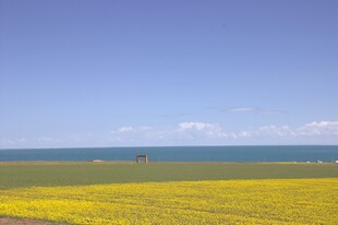 金黄花海与碧海蓝天美景