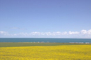 金黄花海与碧海蓝天美景