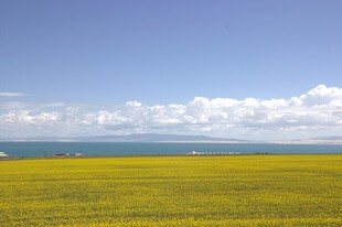 青海湖畔油菜花海美景