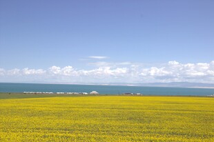 金黄花海与蓝天碧海美景