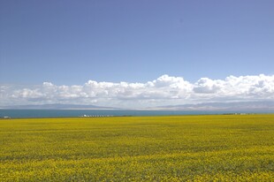 金黄油菜花海蓝天白云景