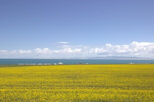 金黄油菜花海与蓝天相映