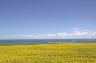 金黄油菜花海 蓝天相伴