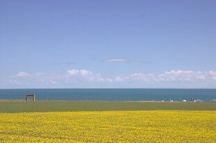 金黄花海与碧海蓝天