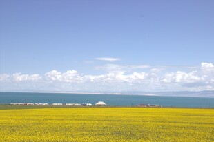 金黄油菜田与碧海蓝天