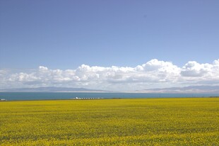 草原花海 蓝天白云美景