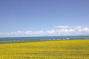金黄花海与蓝天相映成趣