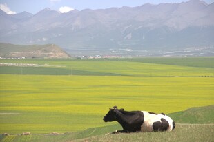 草原上悠闲的黑白花牛