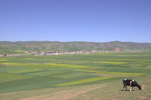 草原田园风光与牛群