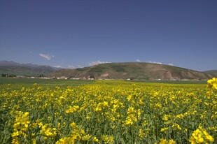 金黄油菜花海映远山