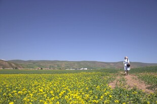 漫步花海间的自在身影