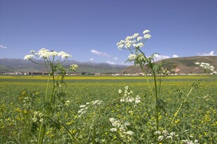 田野间绽放的白色小花