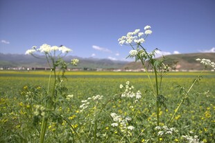 田野里绽放的烂漫小白花