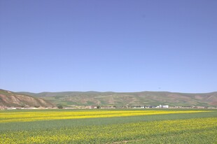 春日田野油菜花风景图