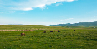 草原上悠闲的牛群