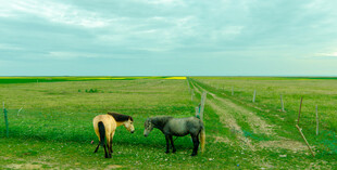 草原上两匹马悠然伫立
