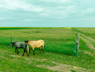 草原上的几头牛