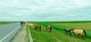 公路旁的悠闲牧牛场景