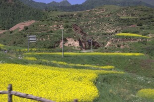 春日山间油菜花海美景