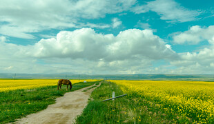 田园小路旁的灿烂油菜花田