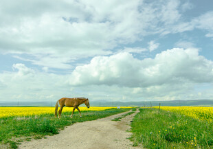 田野中独行的骏马
