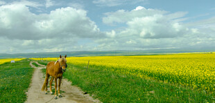田野小道上的骑马者