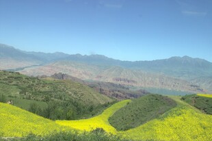 山间油菜花海美景