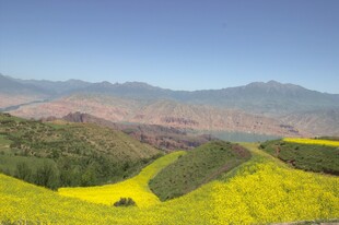 山间油菜花海美景