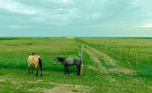 草原上的两匹马