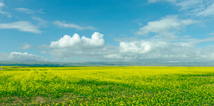 金黄油菜田与蓝天白云