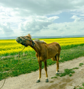 田野边仰头嘶鸣的棕色骏马