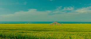 广袤绿野 天际孤景