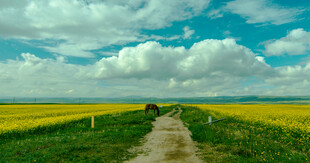 田园小路 漫步于黄绿田野间