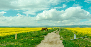 田园小道上的独行马匹